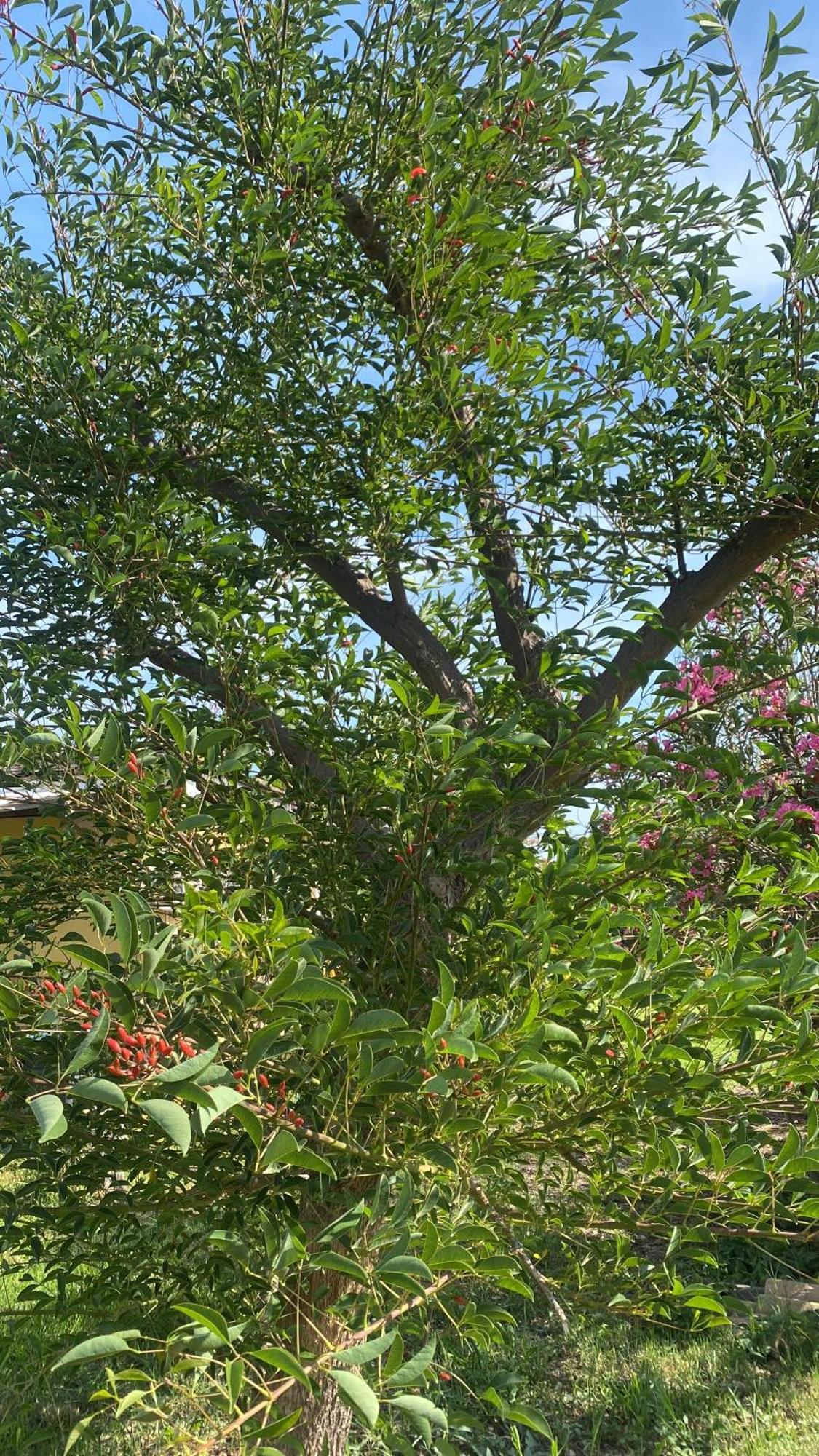Agrib&B Lemontree Garde'N Сиракуза Екстериор снимка