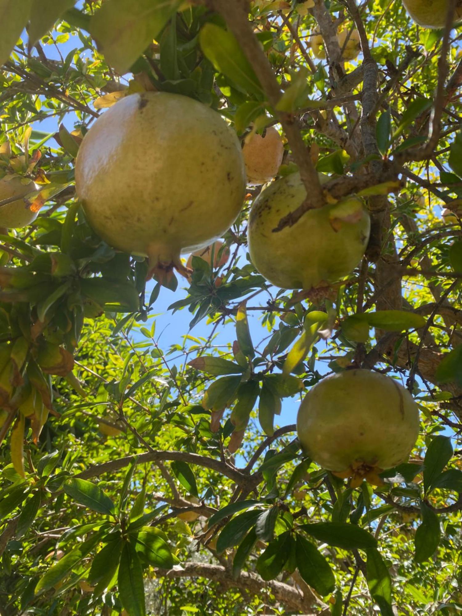 Agrib&B Lemontree Garde'N Сиракуза Екстериор снимка